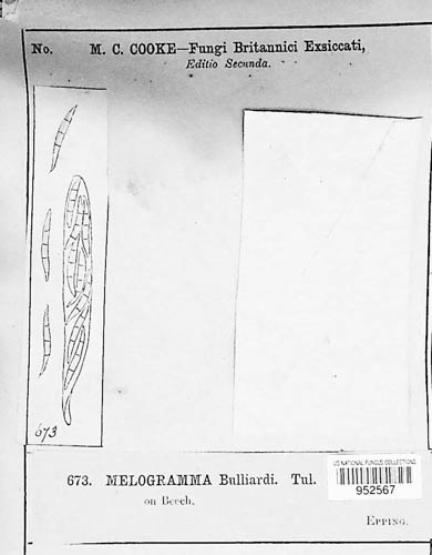 Melogramma bulliardii image